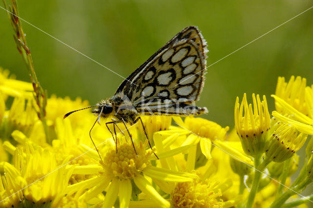 Large Chequered Skipper (Heteropterus morpheus)