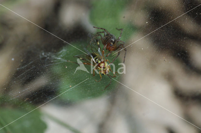 spider