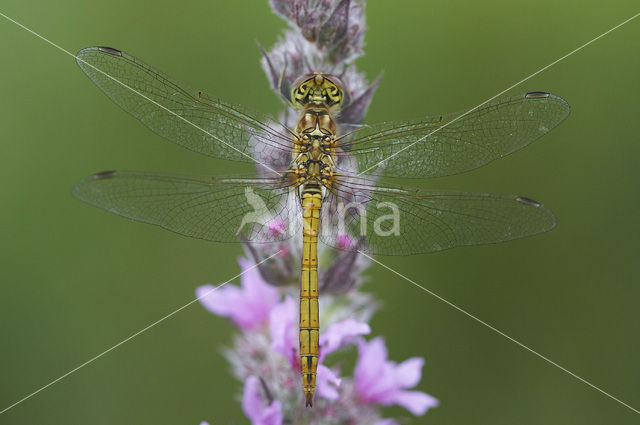 Vagrant Darter (Sympetrum vulgatum)
