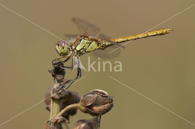 Vagrant Darter (Sympetrum vulgatum)