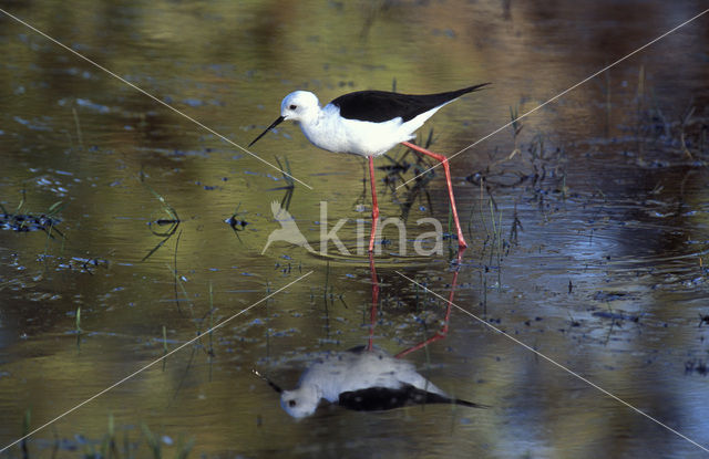 Steltkluut (Himantopus himantopus)