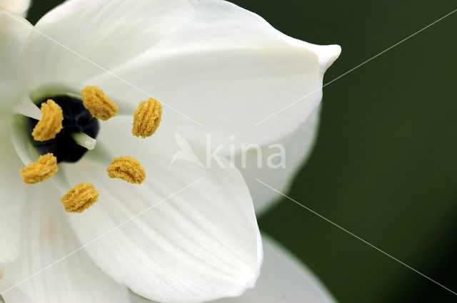 Sterhyacint (Scilla spec)