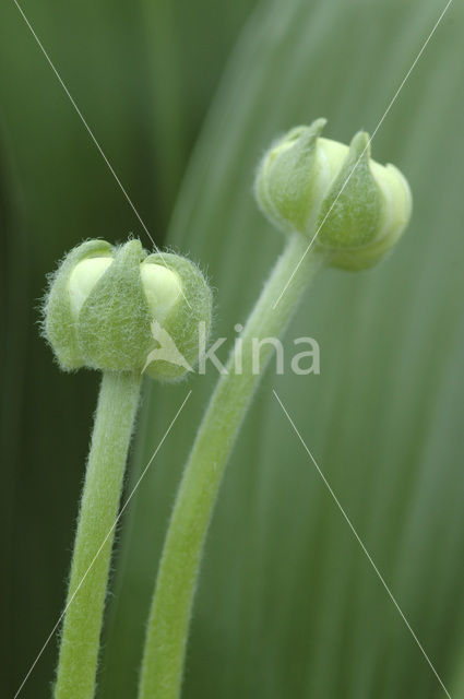 Sterhyacint (Scilla spec)