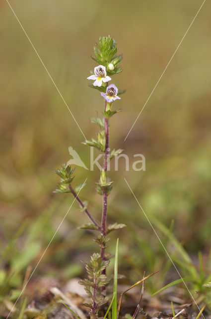 Stijve ogentroost (Euphrasia stricta)