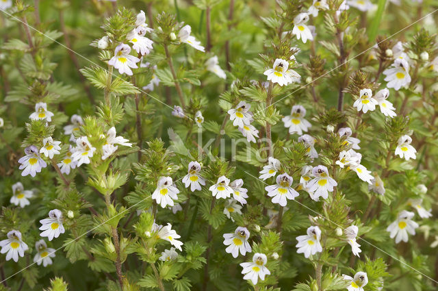 Stijve ogentroost (Euphrasia stricta)