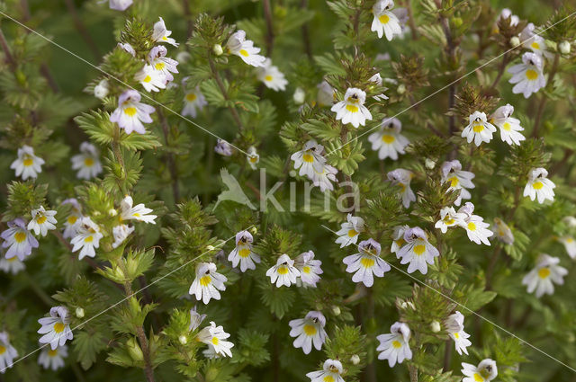 Stijve ogentroost (Euphrasia stricta)