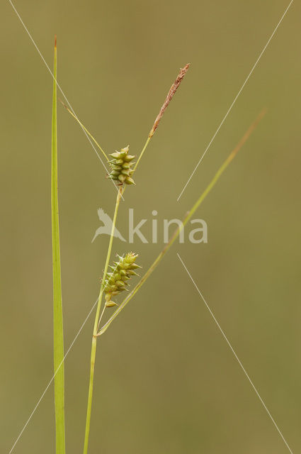 Stippelzegge (Carex punctata)