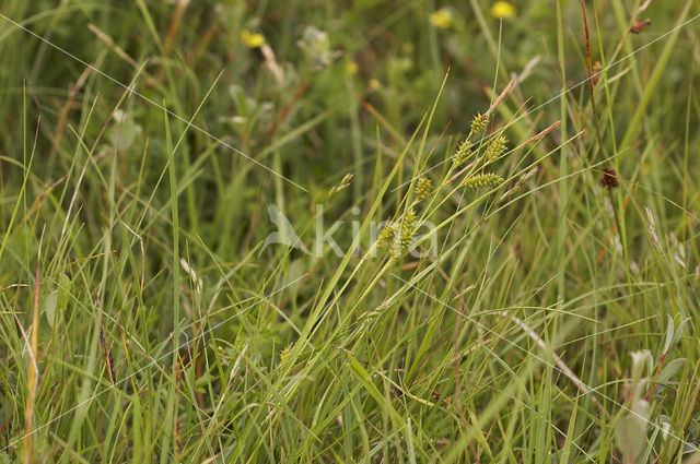 Dotted Sedge (Carex punctata)