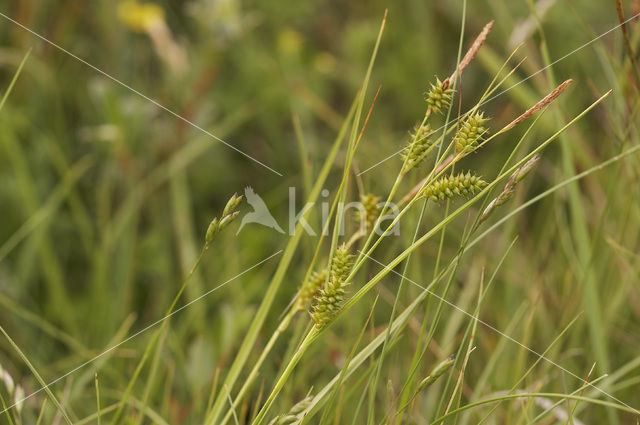 Stippelzegge (Carex punctata)