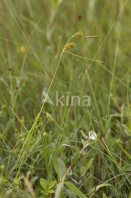 Stippelzegge (Carex punctata)