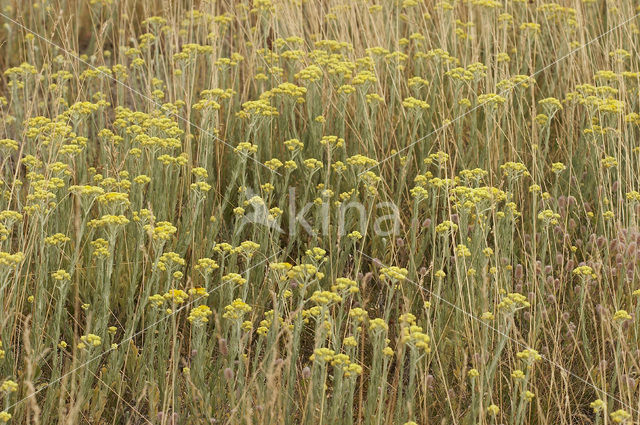 Strobloem (Helichrysum arenarium)