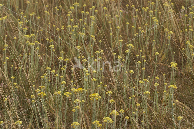 Strobloem (Helichrysum arenarium)