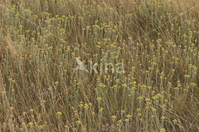 Strawflower (Helichrysum arenarium)