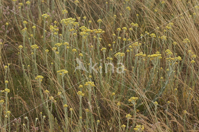 Strawflower (Helichrysum arenarium)