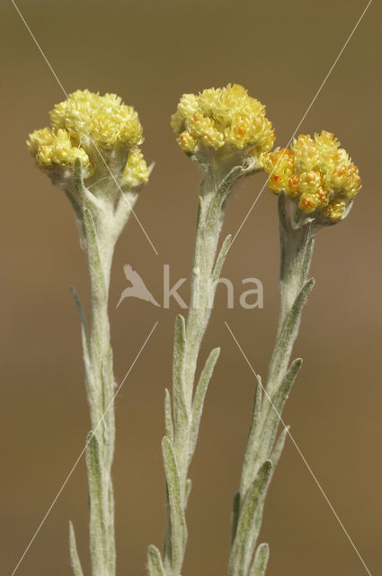 Strobloem (Helichrysum arenarium)