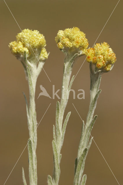 Strawflower (Helichrysum arenarium)