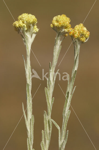 Strobloem (Helichrysum arenarium)