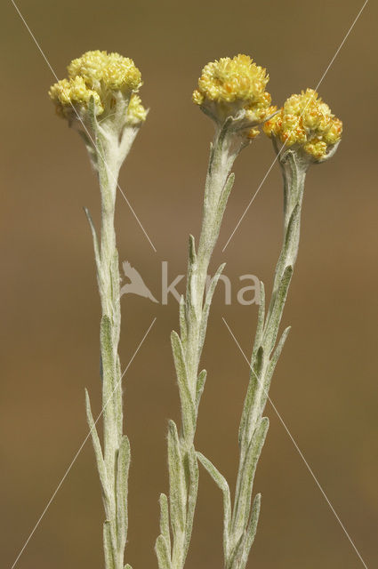 Strawflower (Helichrysum arenarium)