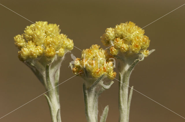 Strobloem (Helichrysum arenarium)