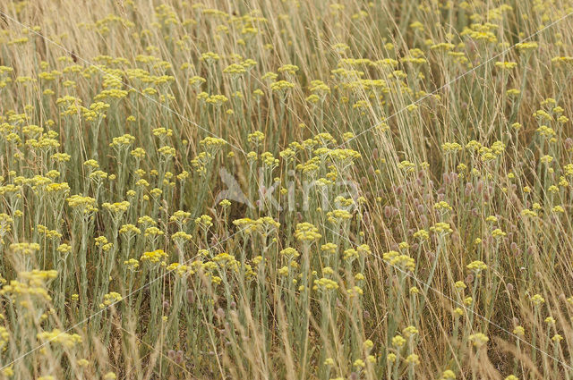 Strobloem (Helichrysum arenarium)