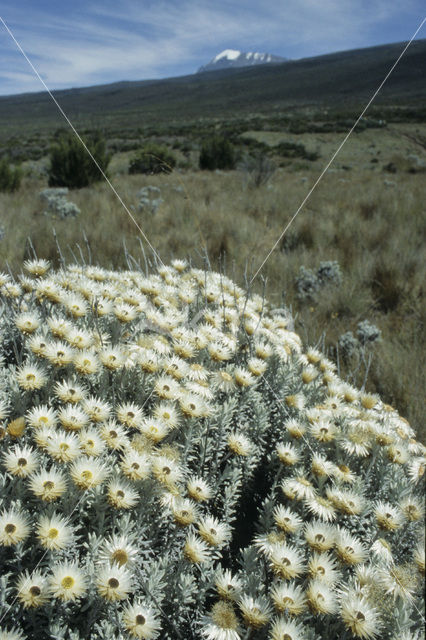 Strawflower (Helichrysum citrispinum)