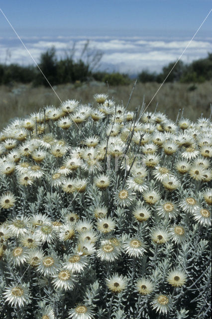 Strawflower (Helichrysum citrispinum)