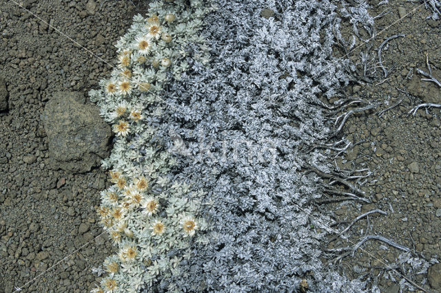 Strobloem (Helichrysum citrispinum)
