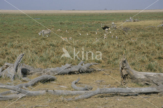 Struisvogel (Struthio camelus)