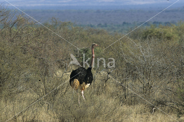 Struisvogel (Struthio camelus)