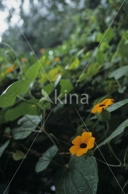 blackeyed Susan vine (Thunbergia alata)
