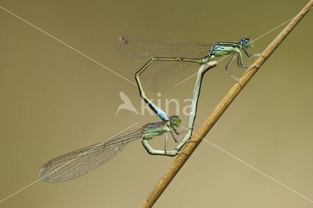 Scarce Blue-tailed Damselfly (Ischnura pumilio)