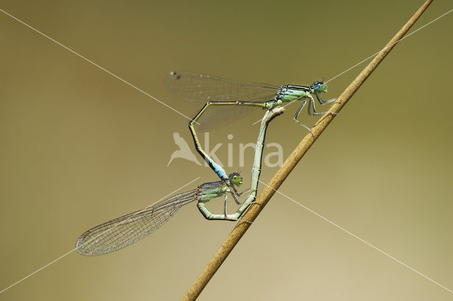 Scarce Blue-tailed Damselfly (Ischnura pumilio)