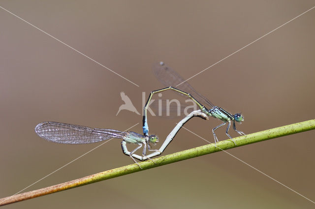 Scarce Blue-tailed Damselfly (Ischnura pumilio)