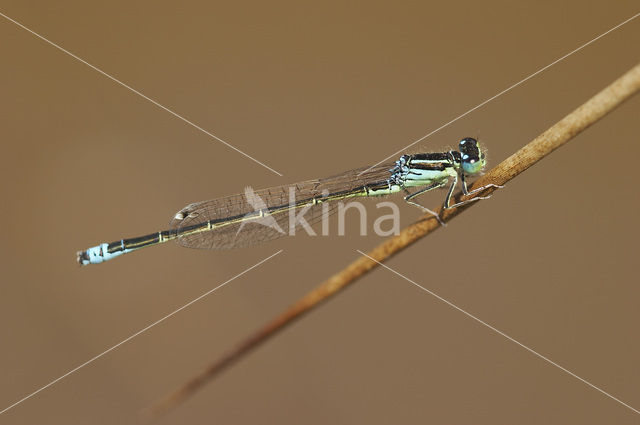 Scarce Blue-tailed Damselfly (Ischnura pumilio)