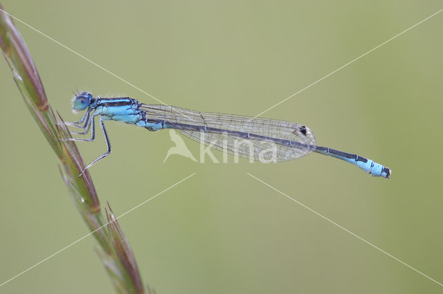 Scarce Blue-tailed Damselfly (Ischnura pumilio)