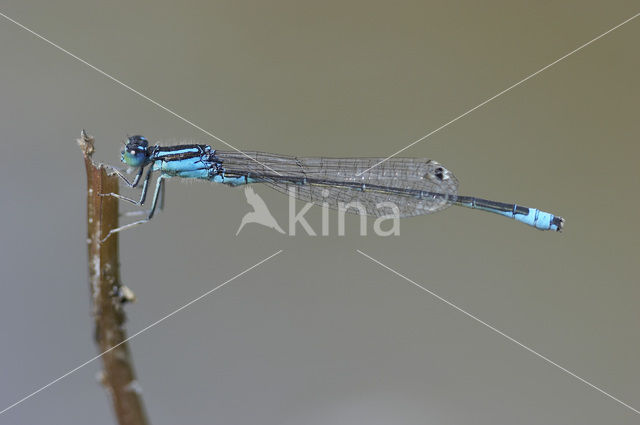 Scarce Blue-tailed Damselfly (Ischnura pumilio)