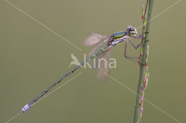 Tengere pantserjuffer (Lestes virens)