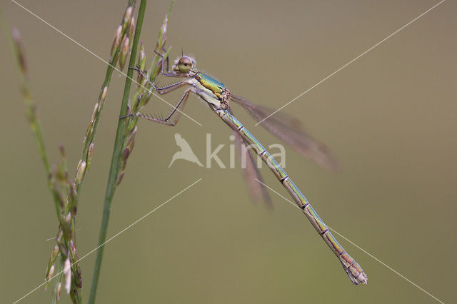 Tengere pantserjuffer (Lestes virens)