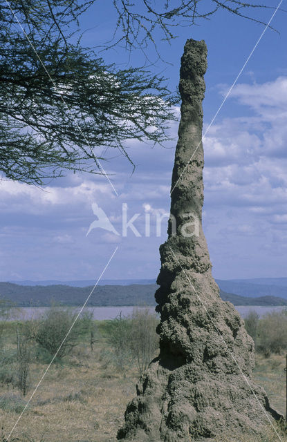 Termite