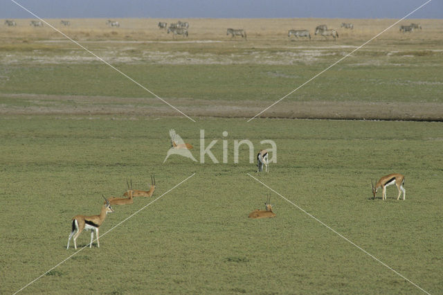 Thomson’s gazelle (Eudorcas thomsonii)