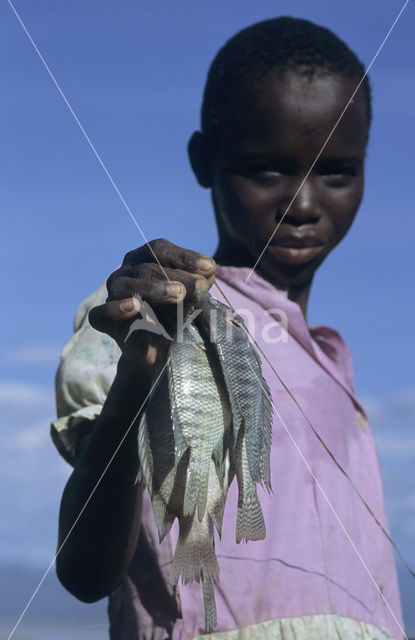 Tilapia (Tilapia)