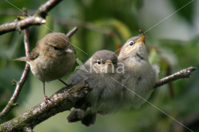Tjiftjaf (Phylloscopus collybita)