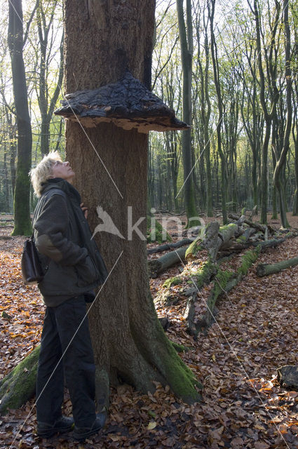 Tonderzwam (Ganoderma spec.)