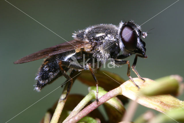 Tuingitje (Cheilosia caerulescens)