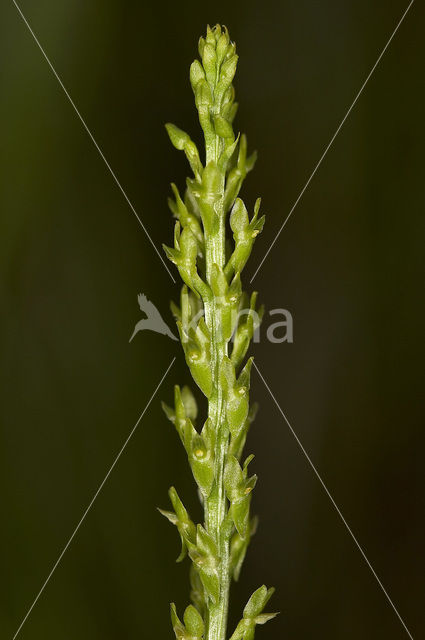 Bog Orchid (Hammarbya paludosa)