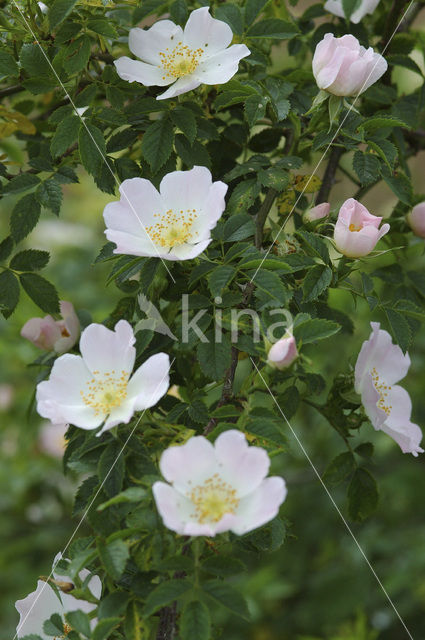 Apple rose (Rosa villosa)