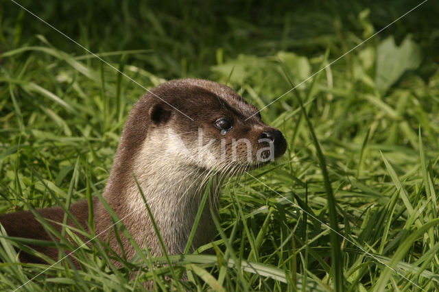 European Otter (Lutra lutra)