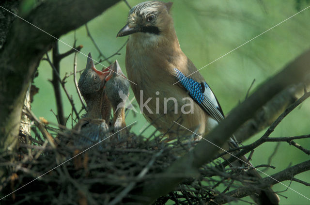 Eurasian Jay (Garrulus glandarius)