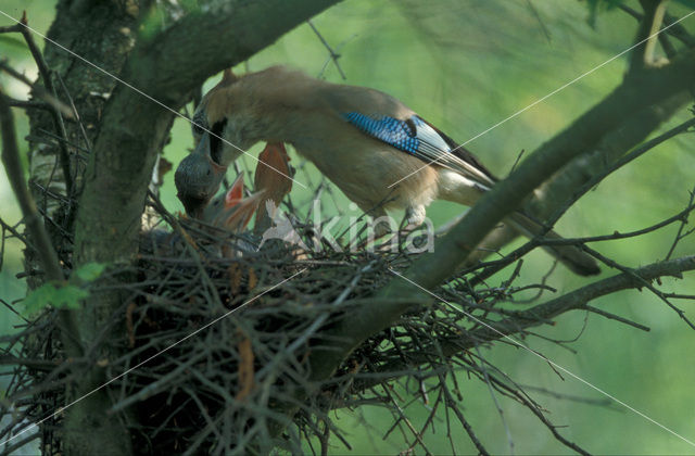 Eurasian Jay (Garrulus glandarius)