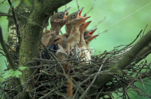 Eurasian Jay (Garrulus glandarius)